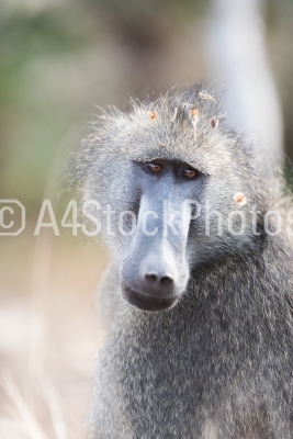 Baboon close up portrait