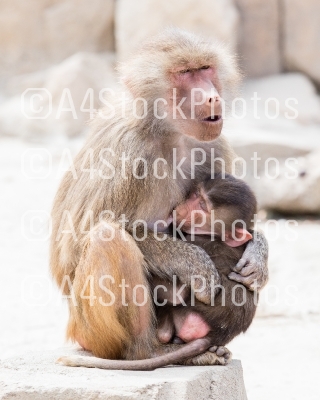 Baboon mother and her little one