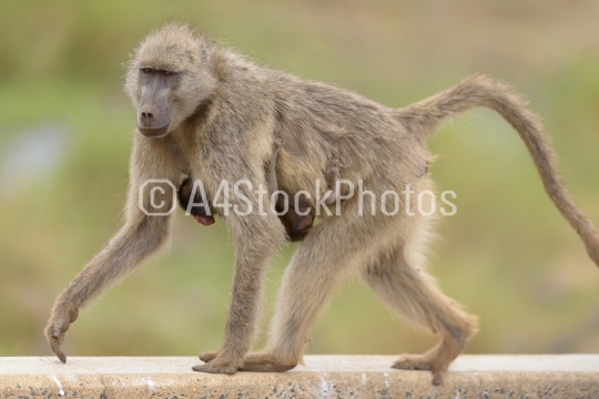 Baby baboon in the wilderness