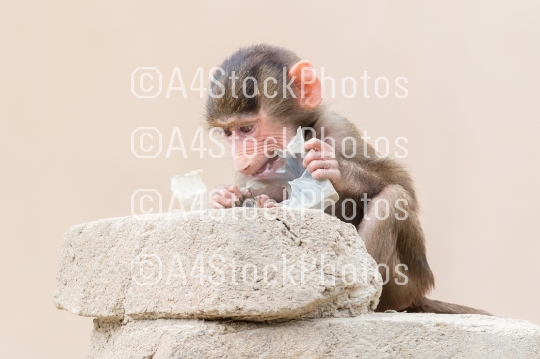 Baby baboon learning to eat through play