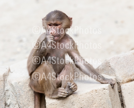 Baby baboon sitting