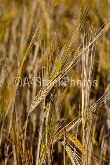 barley crop