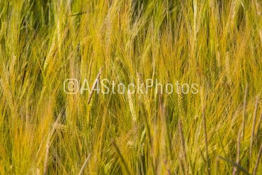 barley-1