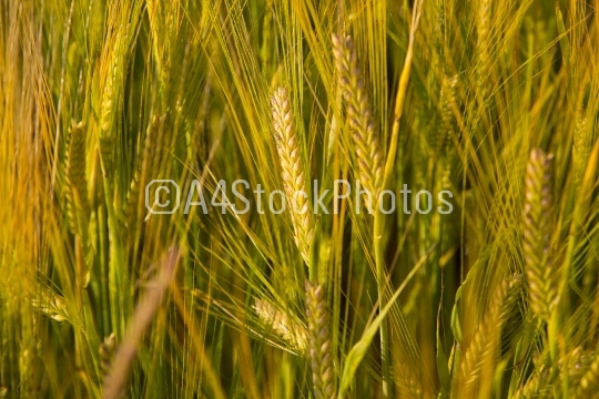 barley-3