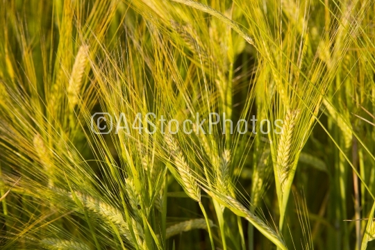 Barley-4