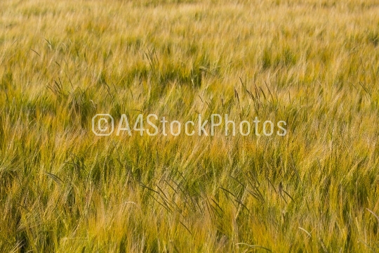 barley-5