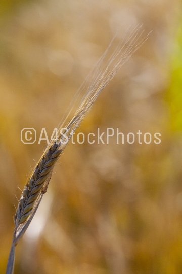Barleycorn (shallow focus)