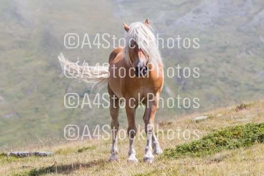 Beautiful haflinger horse in the Alps / mountains in Tirol