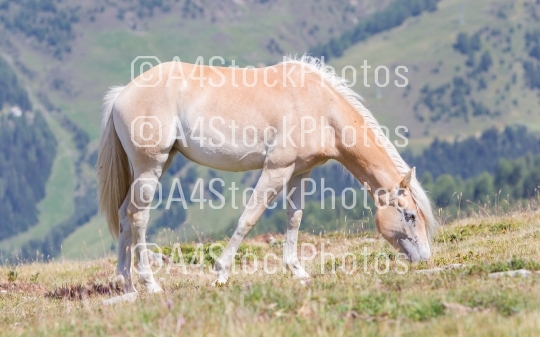 Beautiful haflinger horse in the Alps / mountains in Tirol