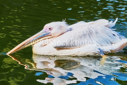Beautiful pelican floating on the lake