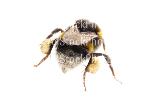 Bee, isolated on white
