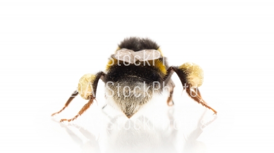Bee, isolated on white