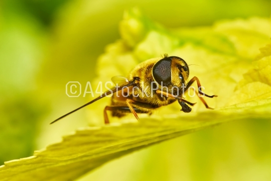 Bee on yellow leaves