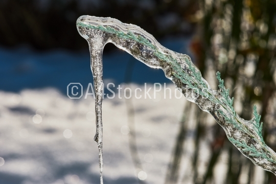Big icicle on a branch of a juniper