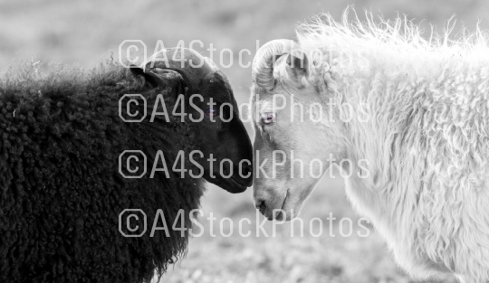 Black and white sheep on pasture