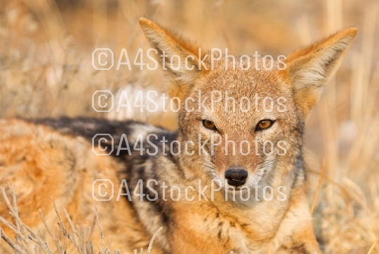 Black backed jackal (Canis mesomelas) in the morning sun, Kalaha
