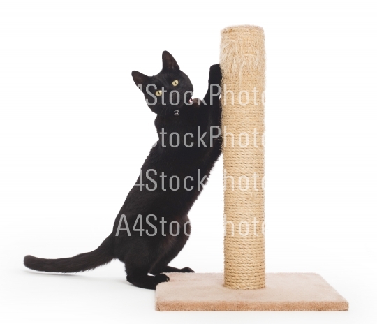 Black cat with a scratching post 