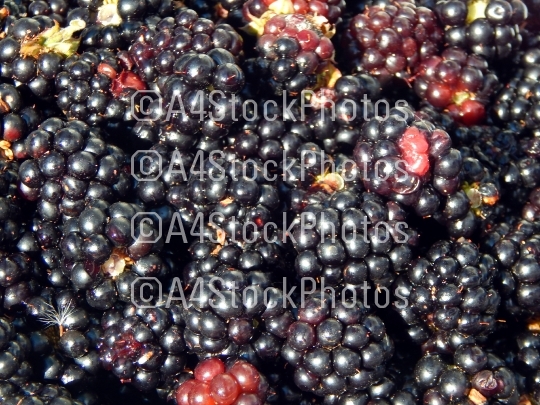 Blackberries berry still life and texture composition