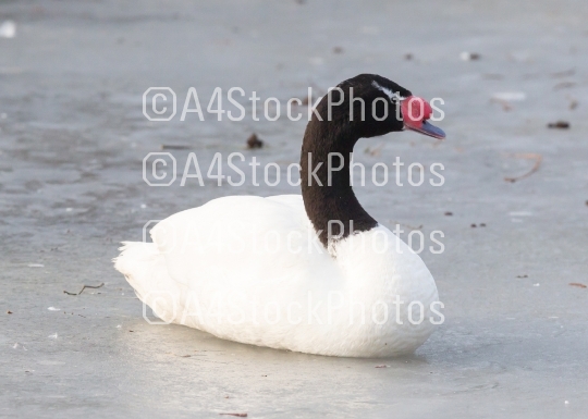 Black-necked swan sitting on the ice