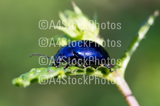 Blue beetle close-up