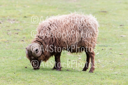Brown Icelandic sheep with curled horns