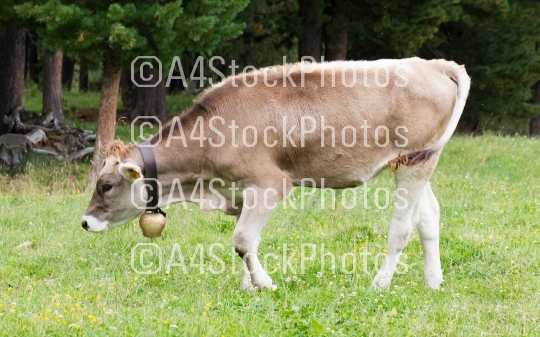 Brown milk cow in a meadow, Austria