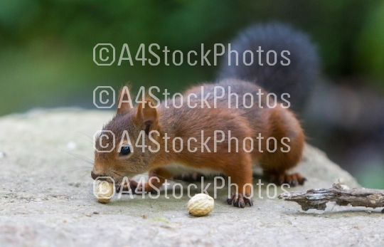 Brown squirrel eating nuts on tree