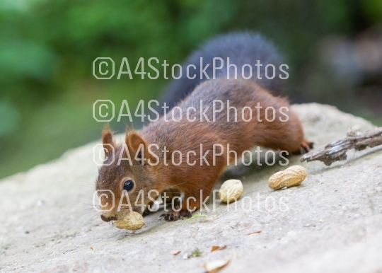Brown squirrel eating nuts on tree