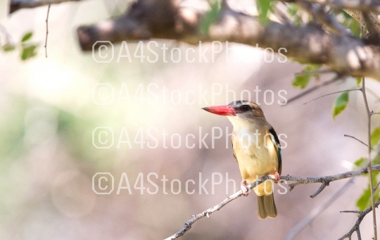 Brown-heade Kingfisher, Namibia