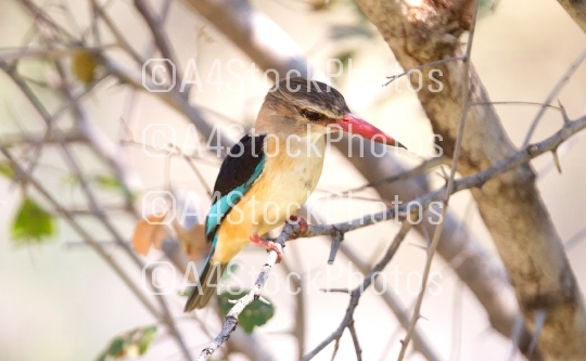 Brown-heade Kingfisher, Namibia
