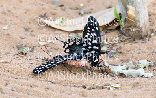 Butterfly-Papilio (Pharmacophagus Antenor) mating