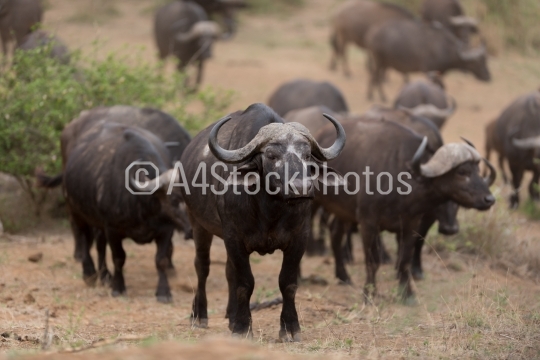 Cape buffalo herd