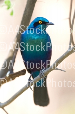 Cape Glossy Starling (Lamprotornis nitens)