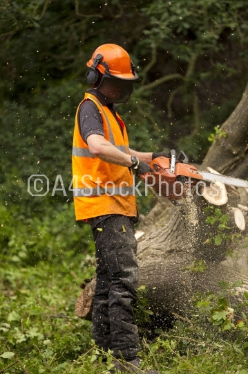 Chainsaw forestry