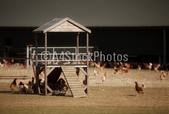 Chicken climbing frame
