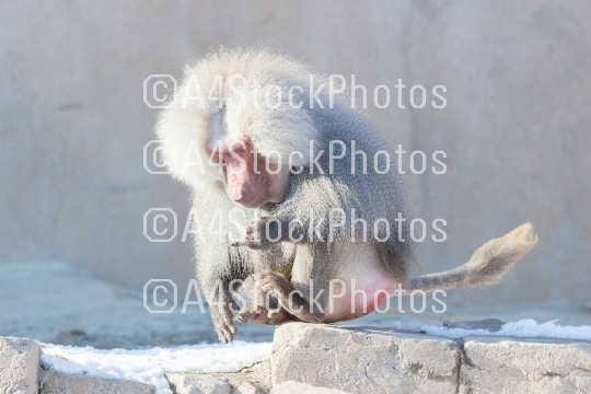Close up of male hamadryas baboon