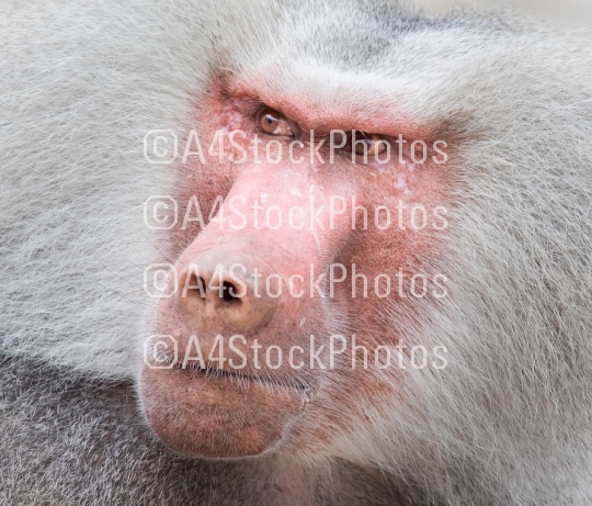 Close up portrait of male hamadryas baboon