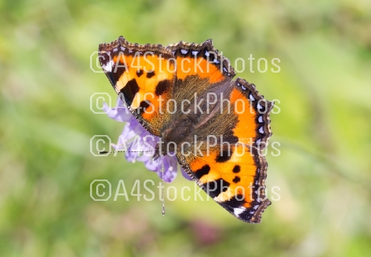 Close-up of a butterfly on a flower