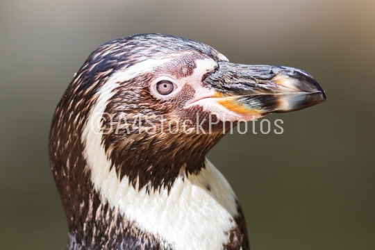 Close-up of a humboldt penguin