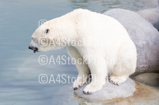 Close-up of a polarbear (icebear)