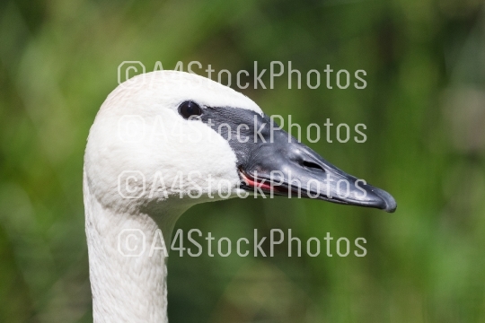 Closeup of a trumpeter swan (cygnet)