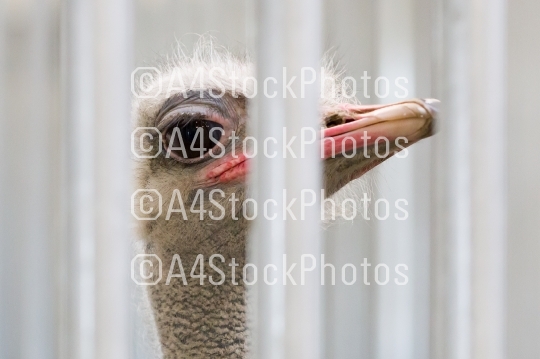 Close-up of head of ostrich
