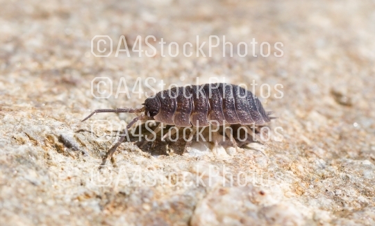Close-up of the common woodlouse