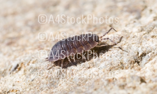 Close-up of the common woodlouse