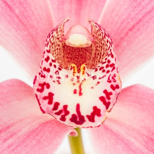 Colorful pink orchid