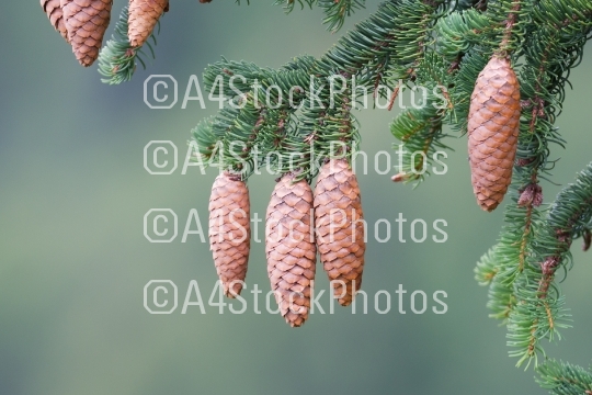 Cones on a pine branch