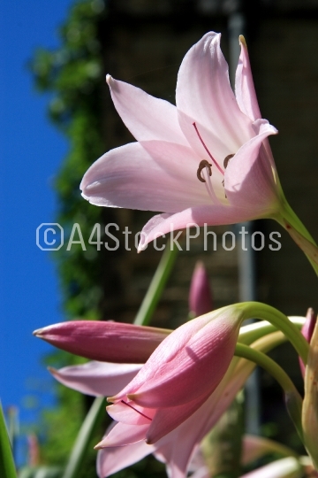 Day Lily (Hemerocallis)