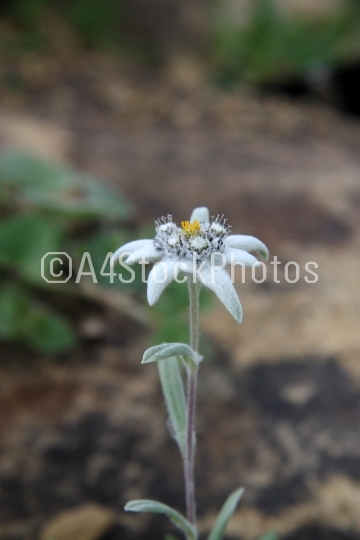 Edelweiss (Leontopodium alpimun)
