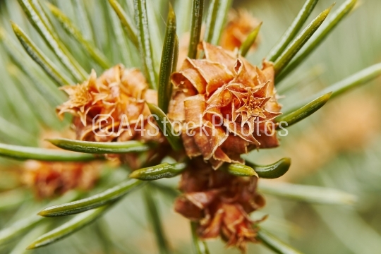Emerging pine cone2