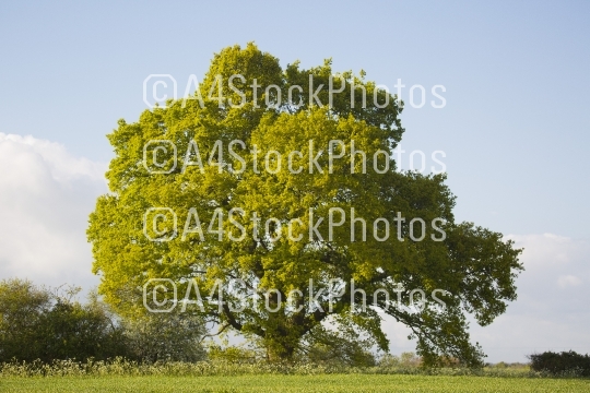 English oak tree